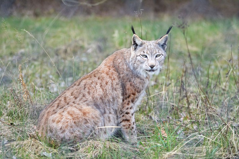 Eurasian Lynx