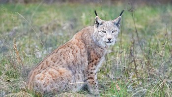 Punah di Eropa tengah sejak tahun 1980-an, lynx Eurasia sudah dikembalikan ilmuwan ke beberapa negara, termasuk Swiss, Perancis, Italia dan Jerman. Program kembali ke habitat sejak tahun 1970-an membuahkan hasil walau pun ada tantangan seperti tempat tinggal mereka terlalu terpencar. Foto: dpa/picture alliance via Getty I/picture alliance