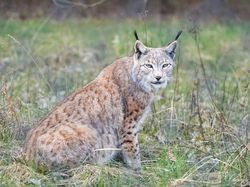 10 Hewan yang Dibangkitkan Ilmuwan dari Kepunahan