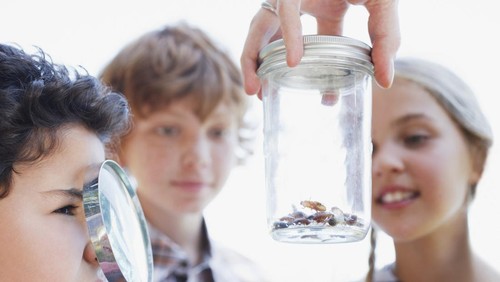 ilustrasi proses daur hidup kecoa