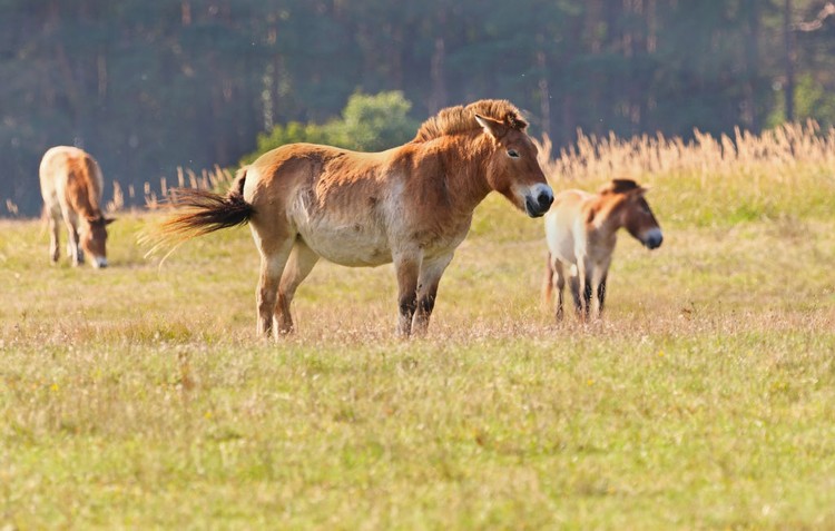 Kuda Przewalski
