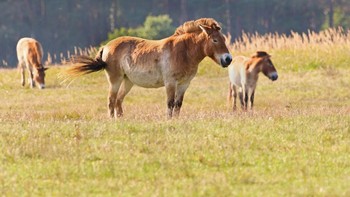 Kuda Przewalski yang ada di Asia Tengah punah pada tahun 1960-an di habitatnya. Pada tahun 1992, beberapa ekor dari penangkaran dilepaskan kembali dan di tahun 2018, ada sekitar 500 kuda itu tinggal di sana. China juga melakukan upaya yang sama.  Foto: dpa/picture alliance via Getty I/picture alliance