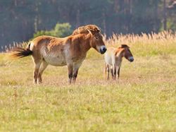 10 Hewan yang Dibangkitkan Ilmuwan dari Kepunahan