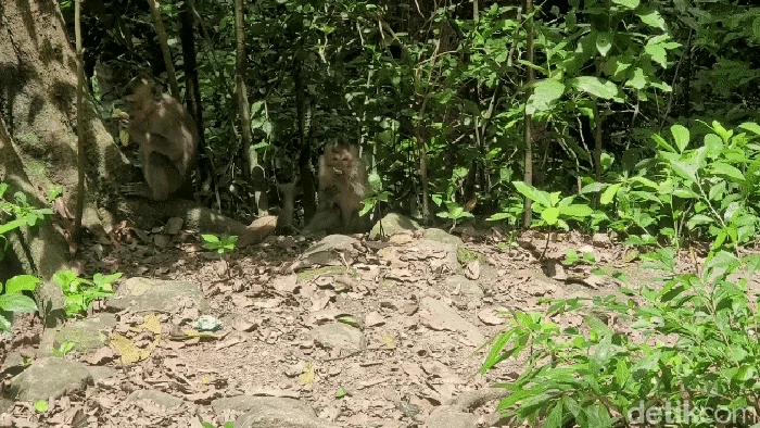 Monyet liar di Sukabumi