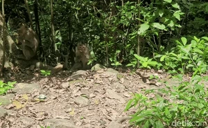 Cerita Ular dan Monyet Liar di Kawasan Keramat Gunung Tangkil Sukabumi