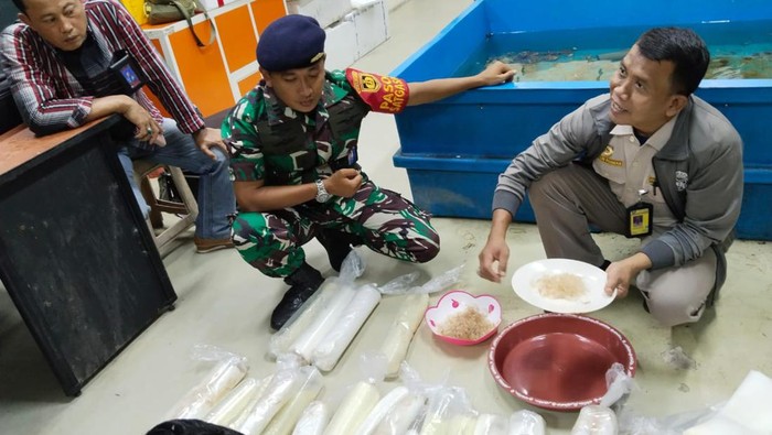 penyelundupan benih lobster ke singapura digagalkan