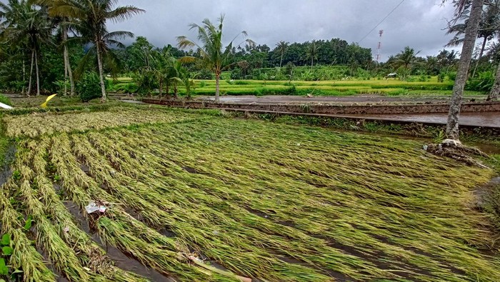Sawah milik petani di Desa Sibetan, Kecamatan Bebandem, Kabupaten Karangasem, Bali, rusak terendam lumpur.