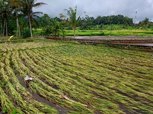 Air Sungai Meluap, Hektaran Sawah di Karangasem Rusak Terendam Lumpur