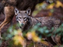 10 Hewan yang Dibangkitkan Ilmuwan dari Kepunahan