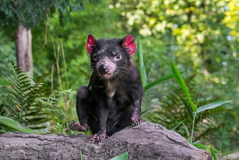 Tasmanian Devil