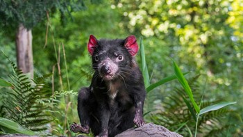 Tasmanian devil yang habitatnya di Tasmania, pada sekitar 3.000 tahun lalu ada di seluruh Australia, tapi ketika dingo datang, populasinya anjlok. Kemudian penyakit kanker membunuh 90% populasinya. Di 2020, makhluk ini mulai diperkenalkan ke New South Wales untuk membantu kontrol serigala liar.  Foto: Arterra/Universal Images Group v/Arterra