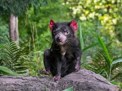 10 Hewan yang Dibangkitkan Ilmuwan dari Kepunahan