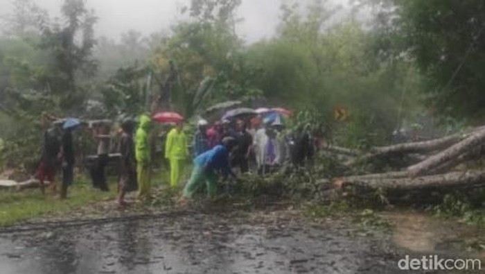 Warga membersihkan sisa-sisa pohon tumbang di Pacitan