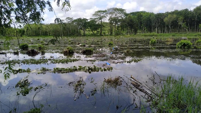2.500 Ayam Mati-Ribuan Hektare Sawah Terendam Banjir Blitar Selatan