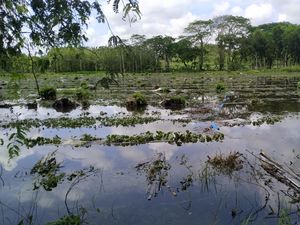 2.500 Ayam Mati-Ribuan Hektare Sawah Terendam Banjir Blitar Selatan