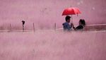 Hamparan Padang Rumput Merah Muda di China, Bikin Terpana
