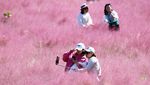 Hamparan Padang Rumput Merah Muda di China, Bikin Terpana