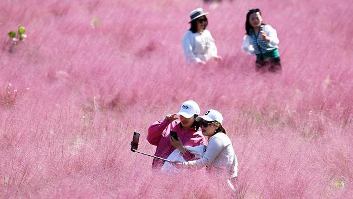NANJING, CHINA - OCTOBER 18: Tourists enjoy the blooming pink grass (muhlenbergia capillaris) at Sanqiao Wetland Park on October 18, 2022 in Nanjing, Jiangsu Province of China. (Photo by Yang Bo/China News Service via Getty Images)