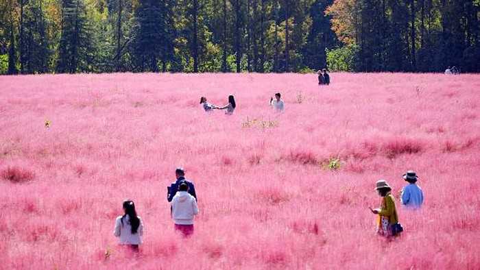 NANJING, CHINA - OCTOBER 18: Tourists enjoy the blooming pink grass (muhlenbergia capillaris) at Sanqiao Wetland Park on October 18, 2022 in Nanjing, Jiangsu Province of China. (Photo by Yang Bo/China News Service via Getty Images)