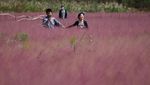Hamparan Padang Rumput Merah Muda di China, Bikin Terpana