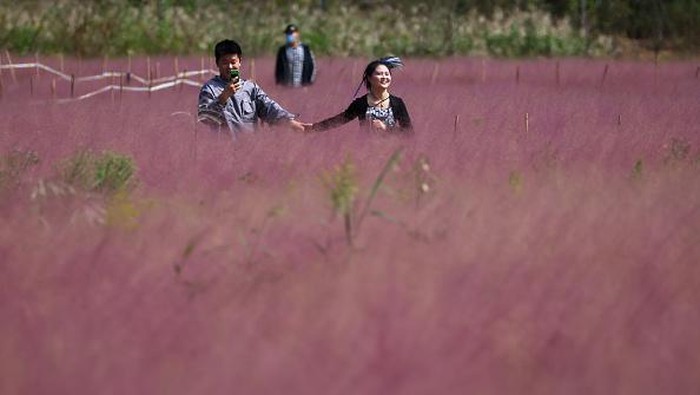 Hamparan Padang Rumput Merah Muda di China, Bikin Terpana NANJING, CHINA - OCTOBER 18: Tourists enjoy the blooming pink grass (muhlenbergia capillaris) at Sanqiao Wetland Park on October 18, 2022 in Nanjing, Jiangsu Province of China. (Photo by Yang Bo/China News Service via Getty Images)