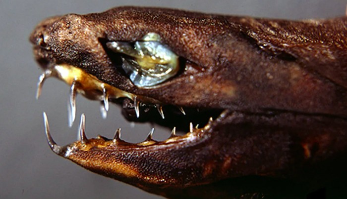 Hiu venom