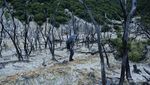 Hunting Foto di Hutan Mati Papandayan, Cantik dan Eksotis