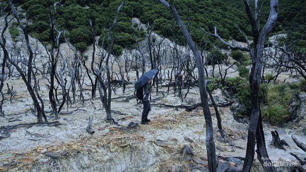 Hutan mati gunung Papandayan