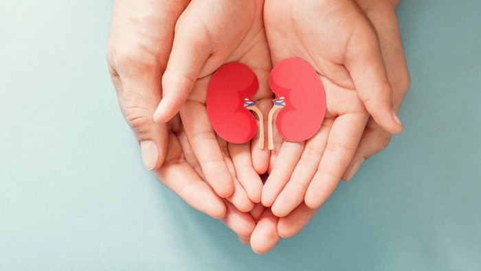 Adult and child holding kidney shaped paper, world kidney day, National Organ Donor Day, charity donation concept