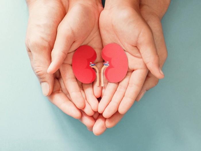 Adult and child holding kidney shaped paper, world kidney day, National Organ Donor Day, charity donation concept