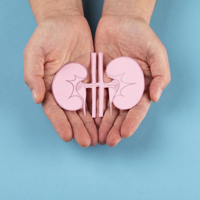 Human kidney in hands isolated on blue background