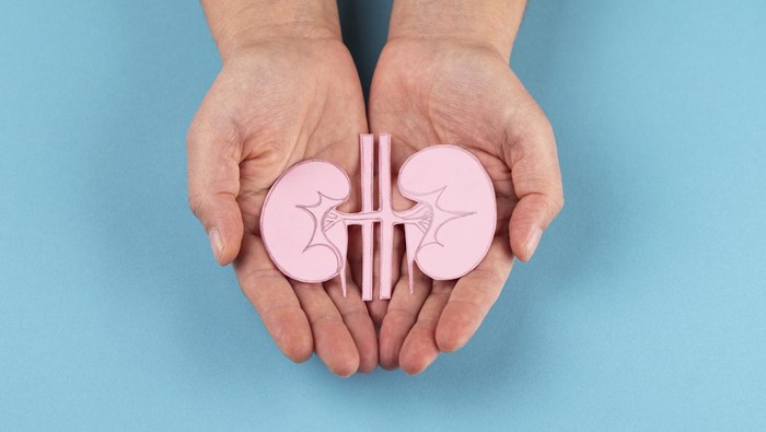 Human kidney in hands isolated on blue background