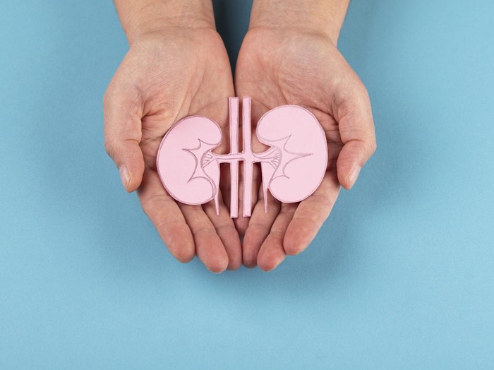Human kidney in hands isolated on blue background