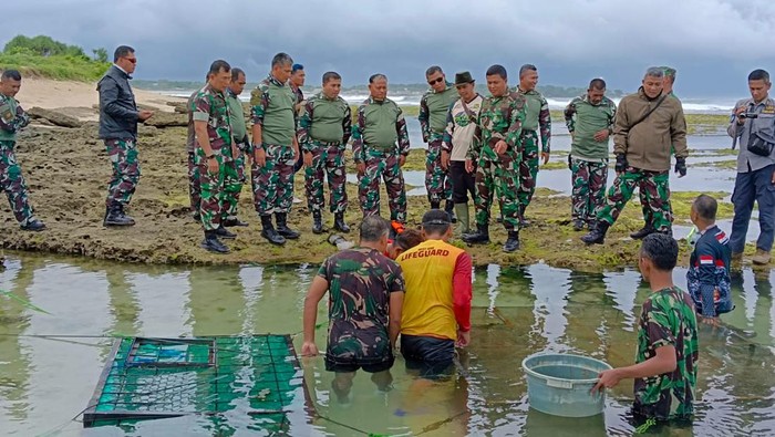 Jaga Ekosistem dan Ekonomi Warga Pesisir Pantai, Kodam III Siliwangi Tebar Ratusan Benur Lobster
