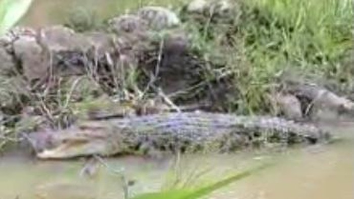 Kemunculan buaya di Mamuju Tengah, Sulbar.