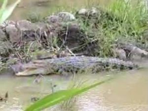 Warga Mamuju Tengah Diteror Kemunculan 2 Buaya di Dekat Permukiman