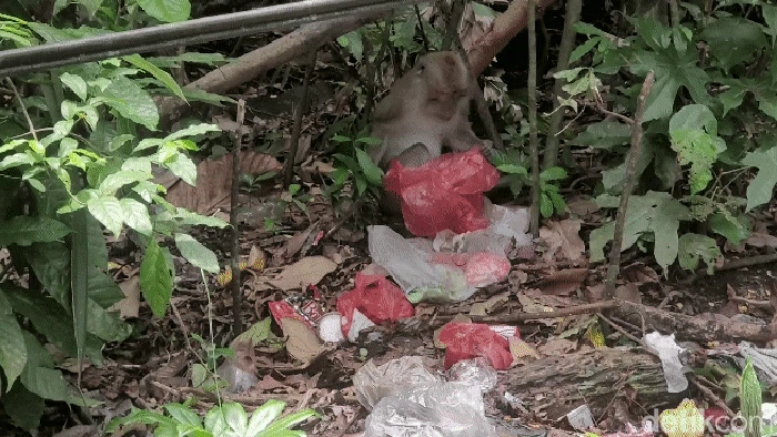 Monyet liar Gunung Tangkil Sukabumi