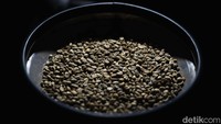 Yellowing (penguningan), pada tahapan ini, biji kopi biasanya masih padat dan sedikit beraroma beras basmati. Tetapi biji kopi akan mulai mengembang, dan kulit biji kopi yang tipis akan mulai mengelupas.