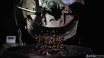 Pecinta Kopi, Yuk Intip Proses Penyangraian Biji Kopi