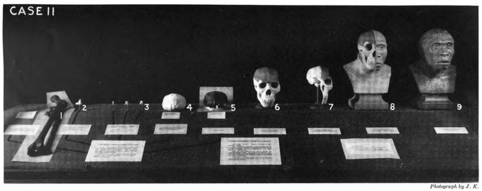 1-5 are cacs made from original fossils and presented to the Museum by Profsor Dr. Eugene Dubois; 6-9 are restorations by J. H. McGregor.