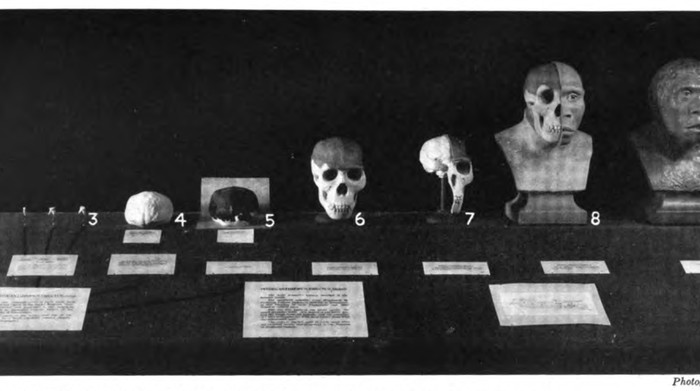 1-5 are cacs made from original fossils and presented to the Museum by Profsor Dr. Eugene Dubois; 6-9 are restorations by J. H. McGregor.