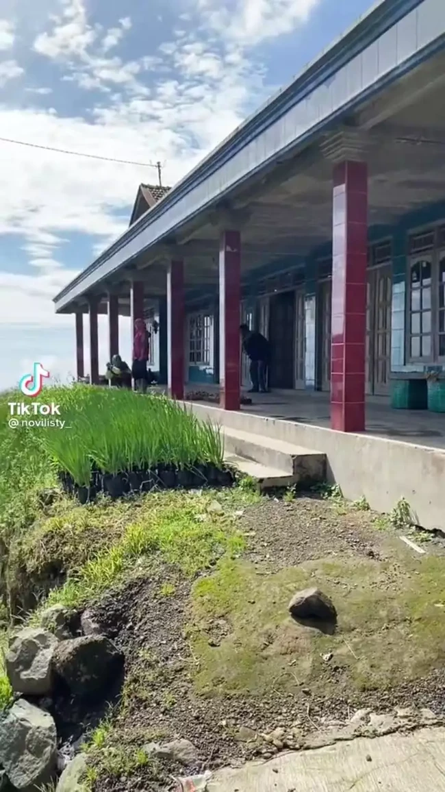 Bagian halaman depan rumah Novi yang terletak di Boyolali itu tampak dimanfaatkan untuk menanam daun bawang. Pekarangan rumahnya pun terlihat cukup luas. Foto: TikTok/@novilisty_