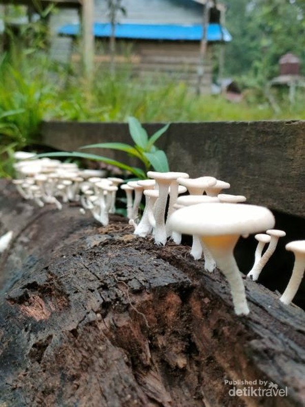 Jamur yang tumbuh di batang kayu
