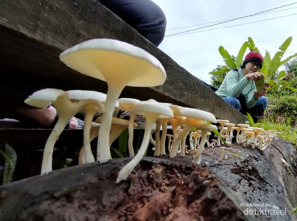 Jamur yang tumbuh di batang kayu