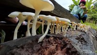Jamur yang tumbuh di batang kayu