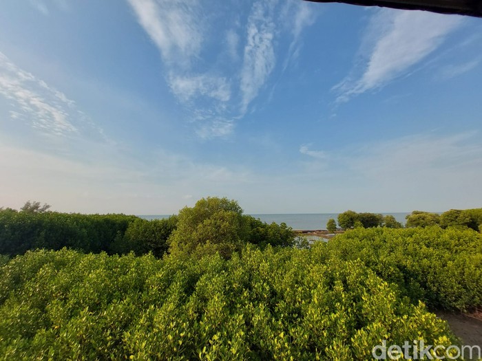 Wisata Mangrove Jembatan Pelangi di Lontar, Kabupaten Serang Wisata Mangrove Jembatan Pelangi di Lontar, Kabupaten Serang