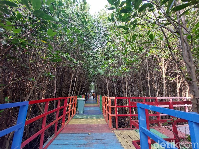 Wisata Mangrove Jembatan Pelangi di Lontar, Kabupaten Serang