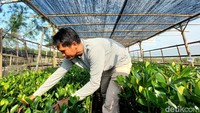 Dia mulai menanam segala jenis pohon hingga akhirnya menanam bakau. Sempat pesimistis arena biji yang dia semai tak tumbuh dalam 3 minggu, namun setelah bersabar hingga 1 bulan dia senang karena daun mulai tmubuh.