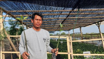 Potret Mang Rov Penggiat Mangrove di Pesisir Utara Banten