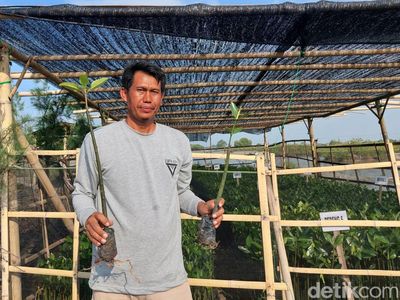 Potret Mang Rov Penggiat Mangrove di Pesisir Utara Banten